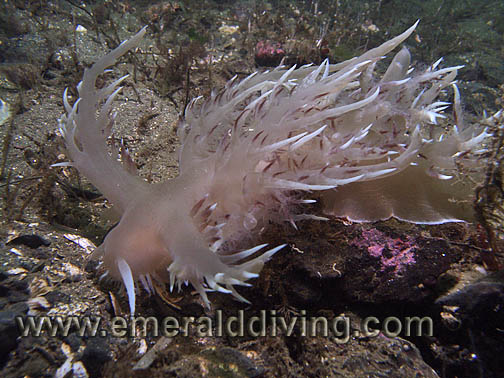 Giant Nudibranch Giant Nudibranch